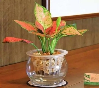 镇海绿植租赁，个性化定制，满足您独特绿植需求